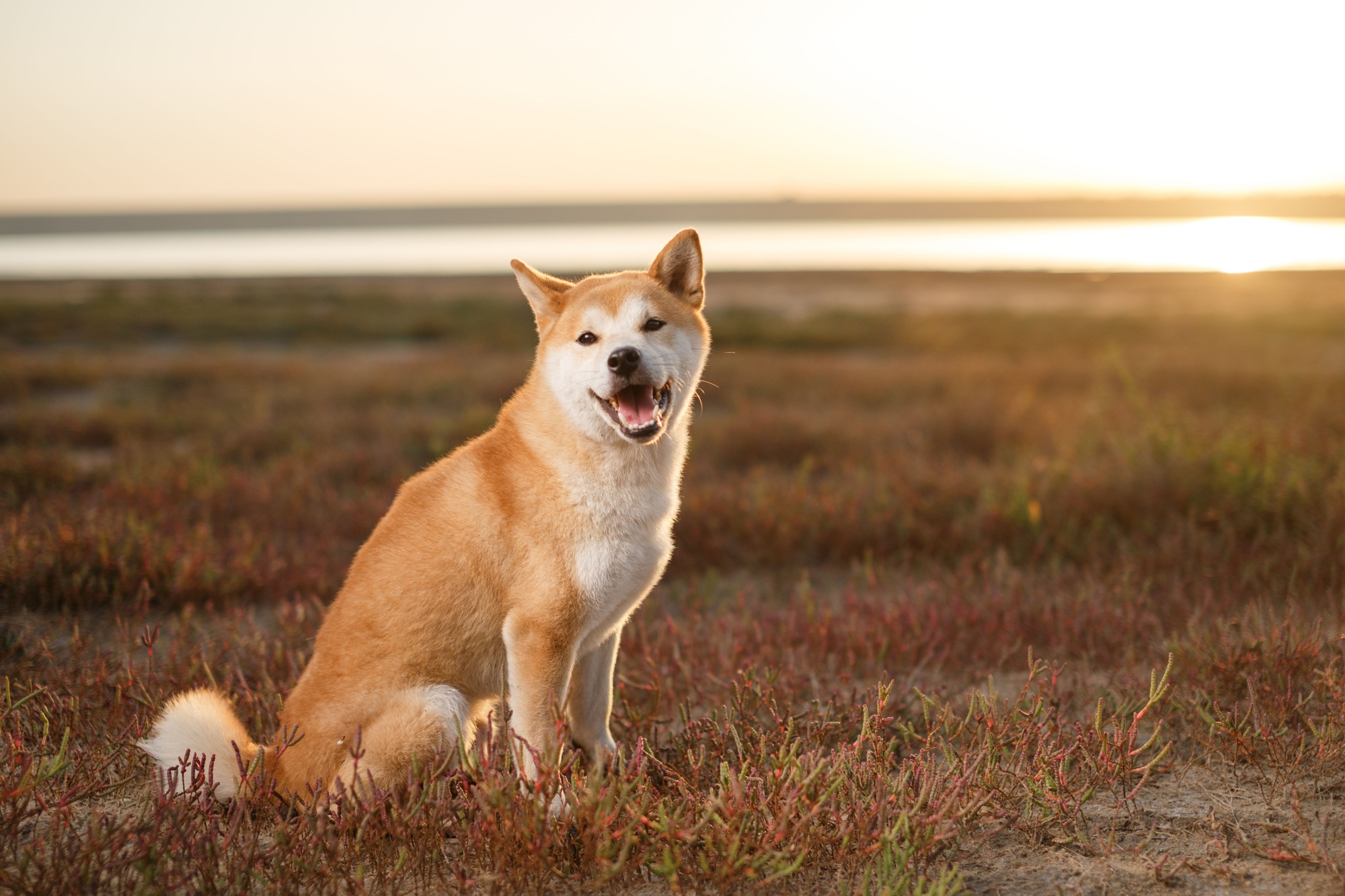Shiba Inu Price Prediction April 2025