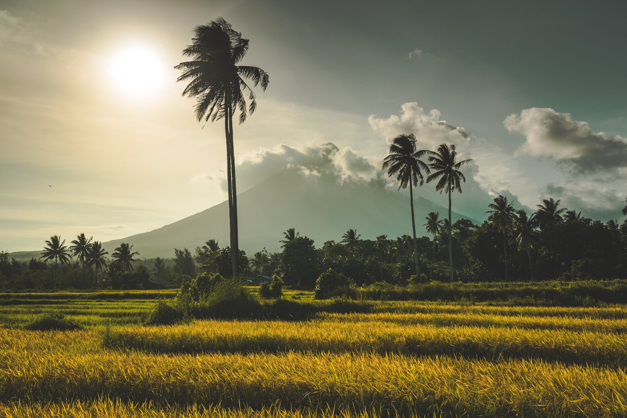 Indonesia's Palm Oil Levy Hike Sparks Industry Backlash