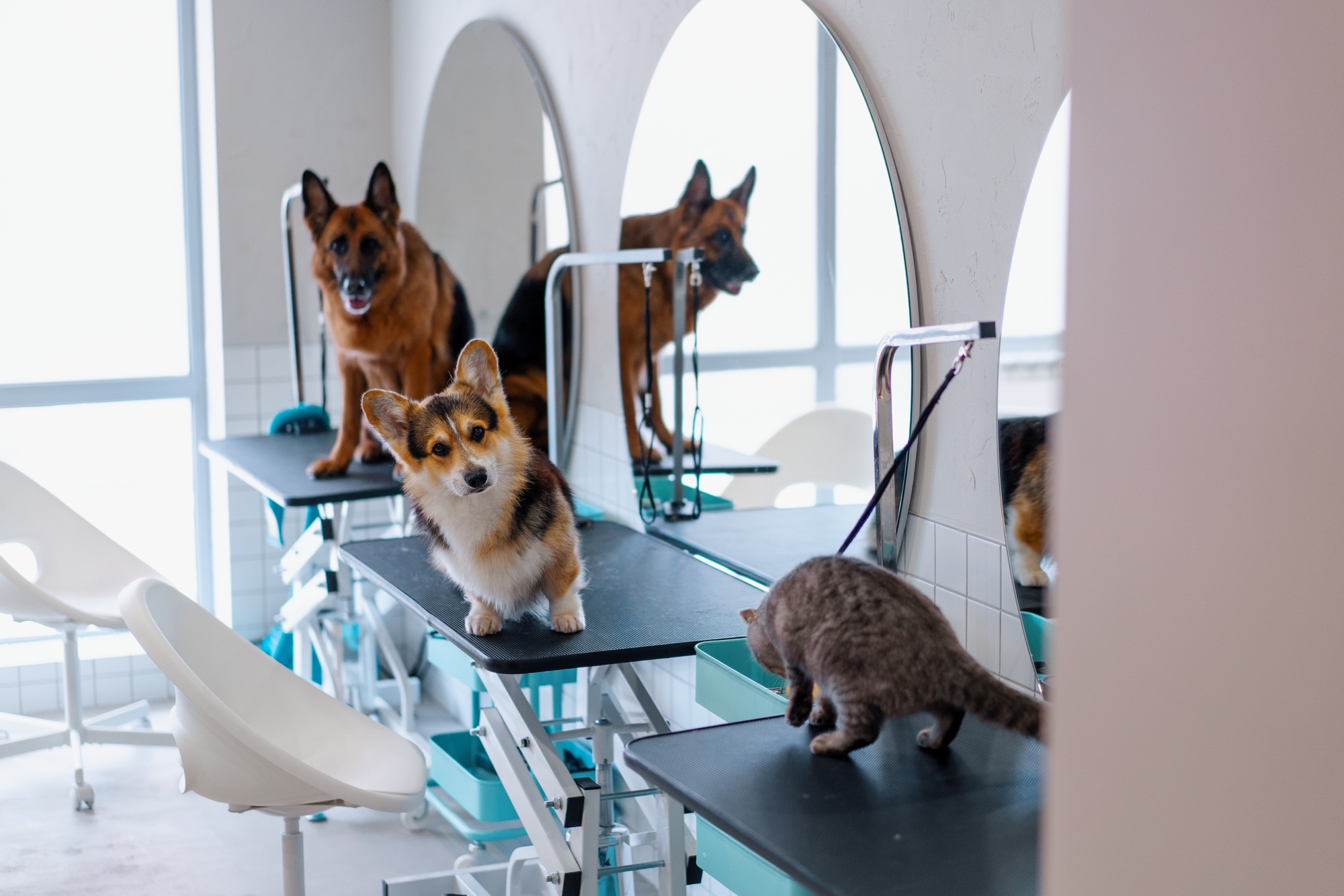 animals in salon grooming haircuts of corgi dogs and shepherd dogs and cats care of domestic pets